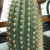 Trichocereus_terscheckii